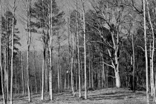 Baron Forest Trees