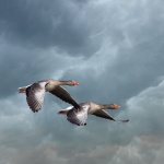Birds Flying Stormy Sky