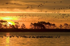 Birds In Flight At Sunset