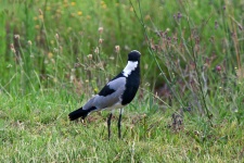 Blacksmith Plover From The Back