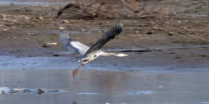 Blue Heron Flying Away