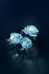 Blue Roses 3