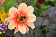 Bumblebee And Flower