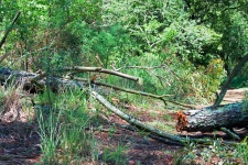 Broken Fallen Tree