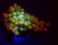 Bunch Of Grapes 2