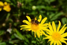 Beekeeping Of The Bee
