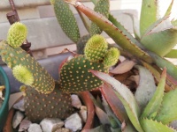 Opuntia Cactus 1