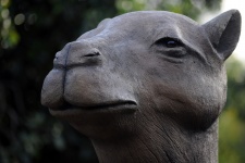 Camel Head Sculpture