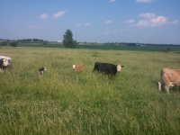 Cattle In Pasture