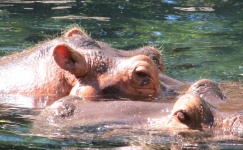 Chillin' Hippos