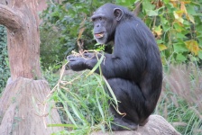 Chimpanzee Munch Time