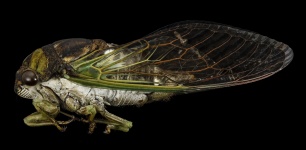 Cicada Close Up