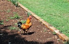 Cock In A Garden