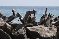 Colony Of Pelicans