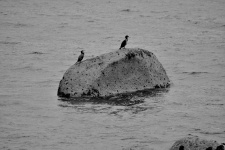 Resting Cormorants