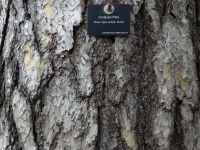 Corsican Pine Tree Bark