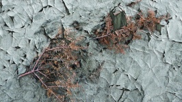 Cracked Pine Background