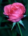 Dark Pink Rose