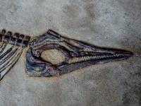 Dinosaur Skull In Sand