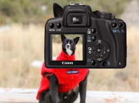Dog On Camera