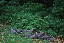Doves Feeding