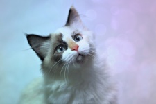 Dreamy Kitten Portrait