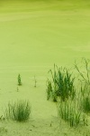 Duckweed Grass Pond