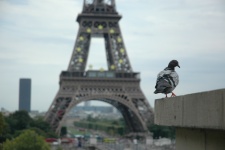 Eiffel Tower Pigeon