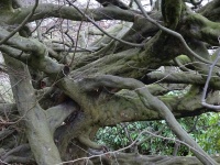 Entangled And Twisted Tree Branches