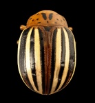 False Potato Beetle Close Up