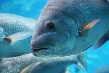 Fish In Aquarium Close Up