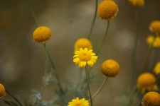 Flowers Yellow Balls