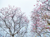 Flowering Tree 5