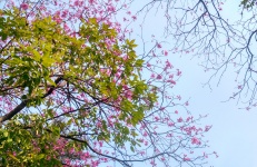 Flowering Tree 7