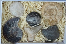 Fossils In A Box