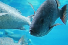 Frontal View Of Fish In Aquarium