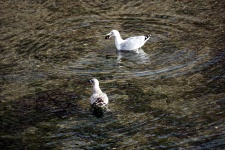 Gulls On The Water