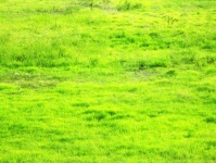 Grass Overlay