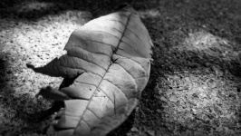 Guava's Old Leaf In Macro