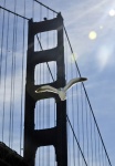 Gull Flying And Golden Gate Bridge