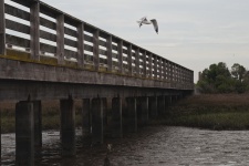 Gull Flying From Wetland Pier