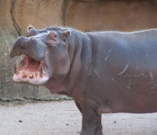 Happy Hippo