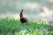 Hoopoe Bird On The Lawn
