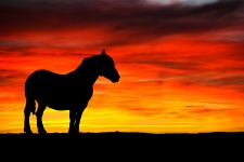 Horse And Sunset Silhouette