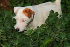 Jack Russell Terrier In The Garden