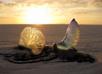 Jellyfish At Sunset