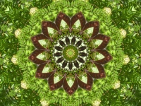 Kaleidoscope Background From Ferns