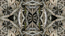 Kaleidoscope Leaves Background