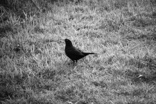 Blackbird In The Meadows