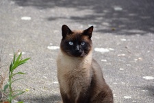 Blue Eyes Of The Siamese Cat
